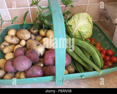 Eine trug voller frisch gepflückte Gemüse, die erste Ernte im Sommer 2018 aus einem kleinen Gartenanteil; neue Kartoffeln, Bohnen, Tomaten, Minze und Kohl Stockfoto