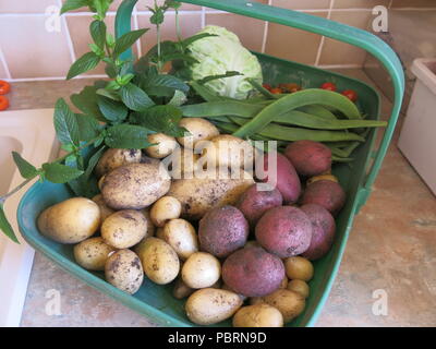 Eine trug voller frisch gepflückte Gemüse, die erste Ernte im Sommer 2018 aus einem kleinen Gartenanteil; neue Kartoffeln, Bohnen, Tomaten, Minze und Kohl Stockfoto