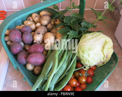 Eine trug voller frisch gepflückte Gemüse, die erste Ernte im Sommer 2018 aus einem kleinen Gartenanteil; neue Kartoffeln, Bohnen, Tomaten, Minze und Kohl Stockfoto