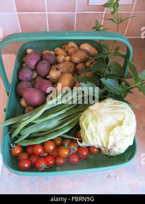 Eine trug voller frisch gepflückte Gemüse, die erste Ernte im Sommer 2018 aus einem kleinen Gartenanteil; neue Kartoffeln, Bohnen, Tomaten, Minze und Kohl Stockfoto