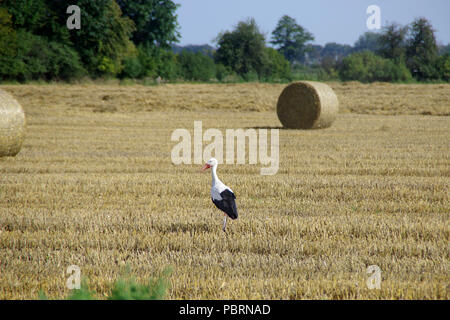 Stork Spaziergang auf Gemähten Feld. Wild Bird und Ernte auf der Farm. Europäischen ländlichen Szene. Stockfoto