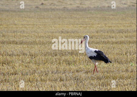 Stork Spaziergang auf Gemähten Feld. Wild Bird und Ernte auf der Farm. Europäischen ländlichen Szene. Stockfoto