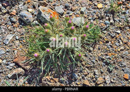 Carduus acanthoides, bekannt als die stachelige plumeless Distel, rahmengenähte Distel, und plumeless Thistle - Unkraut- und Heilpflanze close up, wachsende in Stein Stockfoto