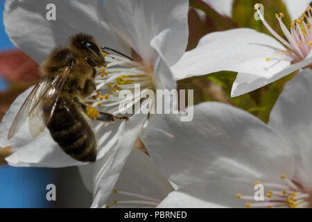 Honigbiene bestäubt weiß Cherry Blossom. Stockfoto