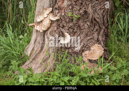 Pilze wachsen in einem Wald am Fuß des einen Baumstamm. Stockfoto