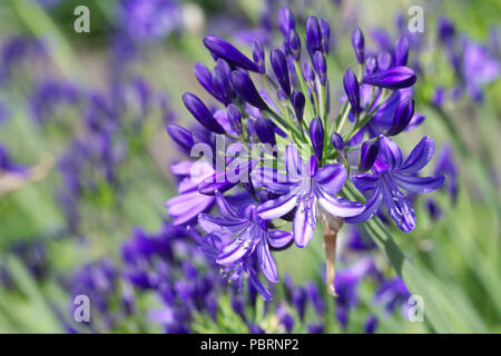 Agapanthus 'Northern Star' Blumen. Stockfoto