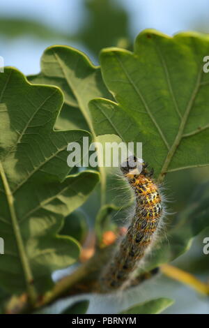 Buff tipp Motte Caterpillar, Phalera bucephala, Fütterung auf einer Eiche Blatt in Cornwall, UK Stockfoto