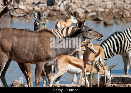 Weibliche Kudus, Springböcke und Zebras trinken bei Okaukuejo Wasserloch, Etosha National Park, Namibia Stockfoto