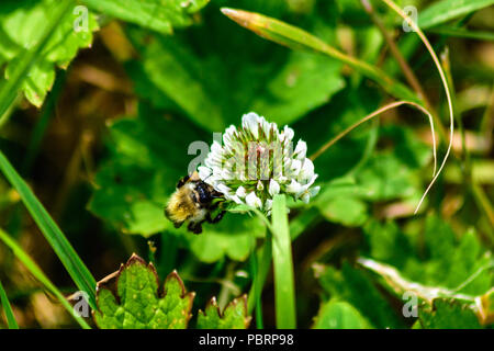 Gemeinsame Carder biene Fütterung von einem weißen Klee Blume Stockfoto