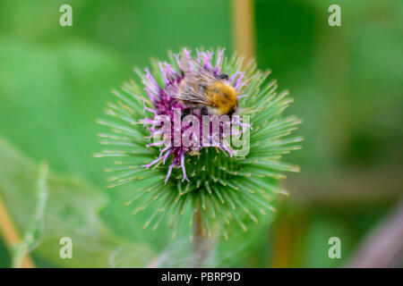 Gemeinsame Carder Biene aus Fütterung einer Klette Blume an der Avon Valley Walk in Middlesex Stockfoto