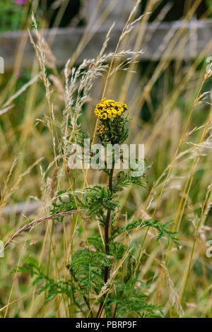 Eine Sammlung Tansey (Tanacetum vulgare) Werk vor dem Hintergrund der langen Gras Stiele und hölzernen Zaun entlang des Avon Valley Walk in Middlesex Stockfoto