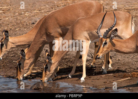 Impalas trinken an Chudob Wasserloch, Etosha National Park, Namibia Stockfoto