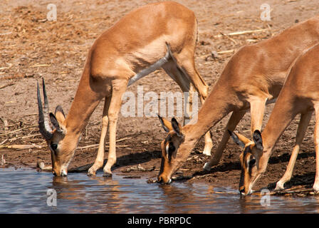 Impalas trinken an Chudob Wasserloch, Etosha National Park, Namibia Stockfoto