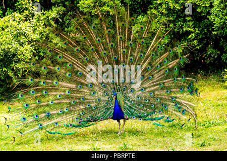 Peacock in einem Park in Paris, Frankreich Stockfoto