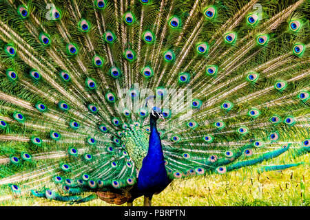 Peacock in einem Park in Paris, Frankreich Stockfoto
