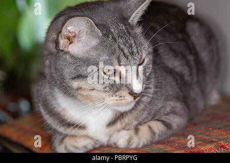 Eine graue Katze Auto auf eine Küche Tischset auf einen Toaster. Stockfoto