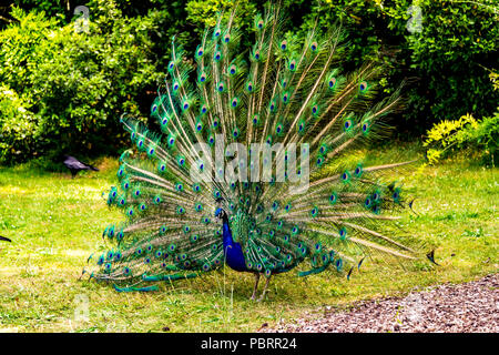 Peacock in einem Park in Paris, Frankreich Stockfoto
