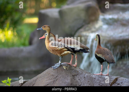 Gruppe von Enten auf Felsen mit einem Wasserfall im Hintergrund. Stockfoto
