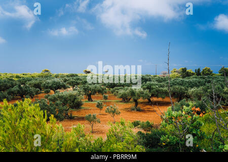 Griechenland Inseln Landschaft mit Landwirtschaft Felder von Oliven auf roten Lehmböden Stockfoto