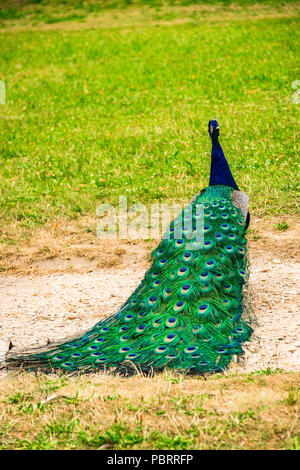 Peacock in einem Park in Paris, Frankreich Stockfoto