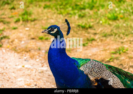 Peacock in einem Park in Paris, Frankreich Stockfoto