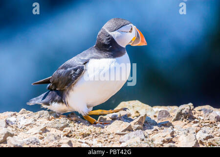 Papageitaucher, Fratercula arctica, Wandern auf der Klippe mit einem Bein, in seinem natürlichen Lebensraum auf skomer Island, Großbritannien. Cute seabird. Wildlife Uk. Stockfoto