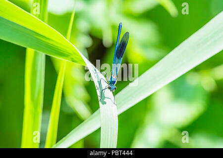 Gebänderte demoiselle, Calopteryx splendens Männchen, sitzen auf Gras Blatt. Beliebt, bunten Insekten verbreitet auf britischen Ufer im Sommer. Wildlife Uk. Stockfoto