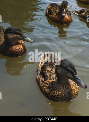 Mallard Enten schwimmen im See Stockfoto