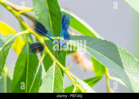 Gebänderte demoiselle, Calopteryx splendens Männchen im Flug und versucht, die Pflanzen auf Blatt zu landen. Beliebt, bunten Insekten verbreitet auf britischen Ufer. Stockfoto