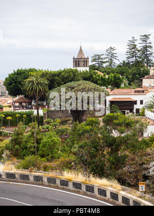 Blick auf den Botanischen Garten und den berühmten tausendjährige Baum Drago in Icod de los Vinos, Teneriffa, Kanarische Inseln Stockfoto