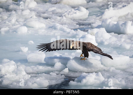 Asien, Japan, Hokkaido, Rausu, Shiretoko Halbinsel. Seeadler aka Eurasischen Seeadler, Seeadler Seeadler (Haliaeetus albicilla) Stockfoto