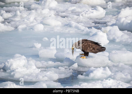 Asien, Japan, Hokkaido, Rausu, Shiretoko Halbinsel. Seeadler aka Eurasischen Seeadler, Seeadler Seeadler (Haliaeetus albicilla) Stockfoto