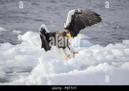 Asien, Japan, Hokkaido, Rausu, Shiretoko Halbinsel. Der Steller Seeadler Haliaeetus pelagicus wild. Stockfoto