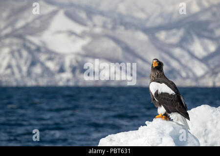 Asien, Japan, Hokkaido, Rausu, Shiretoko Halbinsel. Der Steller Seeadler mit malerischer Berge in der Ferne, wilde Haliaeetus pelagicus. Stockfoto