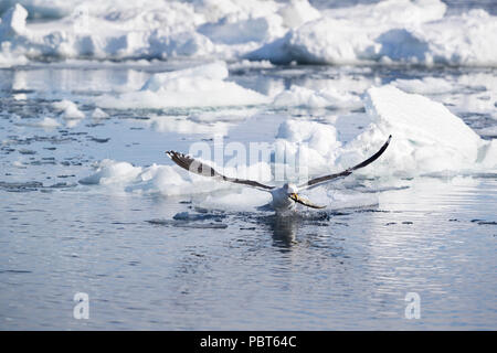 Asien, Japan, Hokkaido, Rausu, Shiretoko Halbinsel. Slaty-backed Gull angeln. Stockfoto