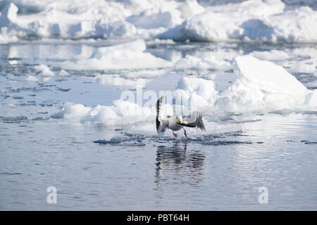 Asien, Japan, Hokkaido, Rausu, Shiretoko Halbinsel. Slaty-backed Gull angeln. Stockfoto