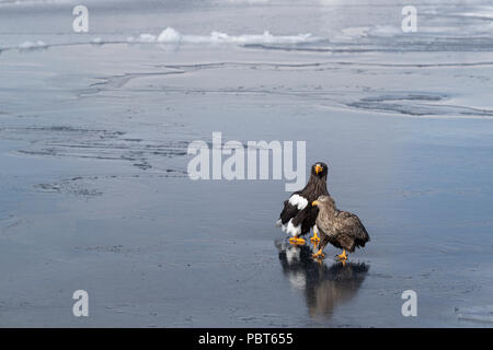 Asien, Japan, Hokkaido, Rausu, Shiretoko Halbinsel. Der Steller Seeadler (Haliaeetus pelagicus) und Seeadler (Haliaeetus albicilla) auf Eis. Stockfoto