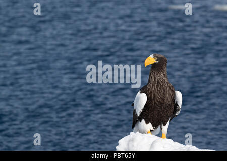 Asien, Japan, Hokkaido, Rausu, Shiretoko Halbinsel. Steller's Sea Eagle thront auf Eis, wilde Haliaeetus pelagicus. Stockfoto