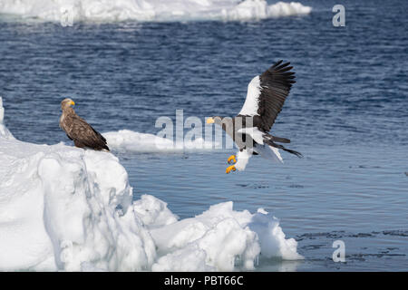 Asien, Japan, Hokkaido, Rausu, Shiretoko Halbinsel. Der Steller Seeadler (Haliaeetus pelagicus) und Seeadler (Haliaeetus albicilla). Stockfoto