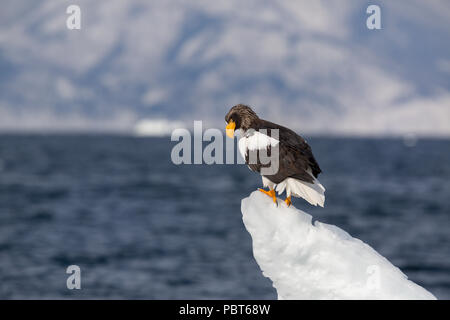 Asien, Japan, Hokkaido, Rausu, Shiretoko Halbinsel. Steller's Sea Eagle thront auf Eis, wilde Haliaeetus pelagicus. Stockfoto