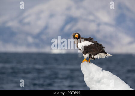 Asien, Japan, Hokkaido, Rausu, Shiretoko Halbinsel. Steller's Sea Eagle thront auf Eis, wilde Haliaeetus pelagicus. Stockfoto