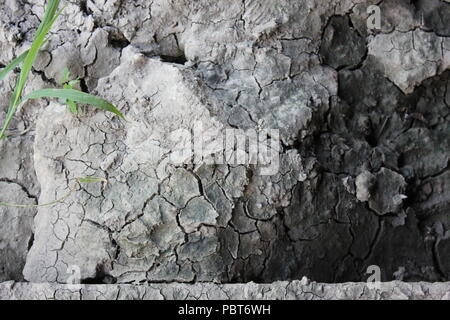 Stark getrockneter, rissiger, gewellter Schlamm und Schlammrisse. Stockfoto