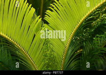 Sago Palm, Cycas Revoluta, der Unterseite der Wedel Stockfoto