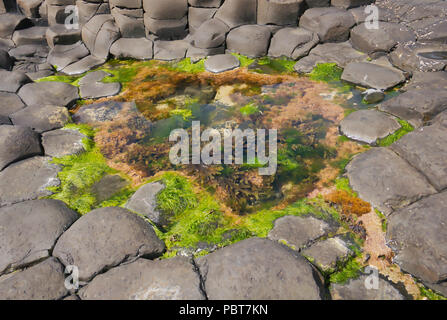 Wasser mit grünen und braunen Algen zwischen kantigen Felsen an der Küste von Causeway in Irland Stockfoto