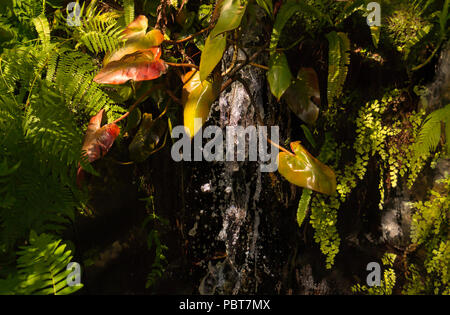 Kleine Feder im Wald mit verschiedenen Pflanzen und einzelnen Lichtpunkte von der Sonne Stockfoto