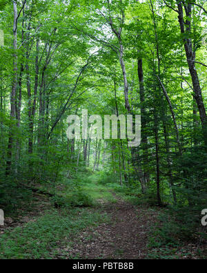 Eine wüste Wanderweg entlang einer alten Protokollierung Straße in den Adirondack Mountains, NY, USA Stockfoto