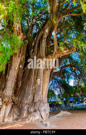 Der Baum von Tule (El Arbol de Tule), Montezuma Zypresse oder ahuehuete in Nahuatl. UNESCO-Welterbe Stockfoto