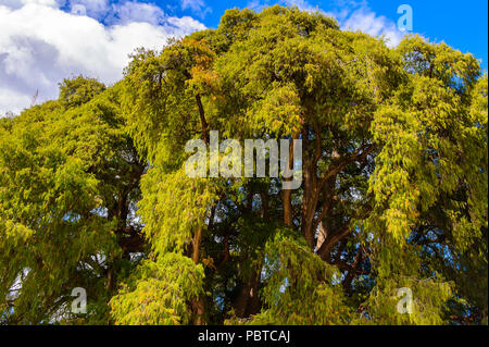 Der Baum von Tule (El Arbol de Tule), Montezuma Zypresse oder ahuehuete in Nahuatl. UNESCO-Welterbe Stockfoto