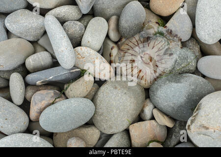 Kompass Quallen Chrysaora hysoscella gewaschen auf einem Kiesstrand in Pembrokeshire, Wales. Stockfoto