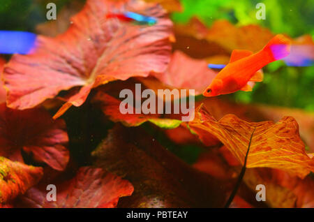 Kleine rote Fische auf dem Hintergrund der roten Algen Blätter Stockfoto